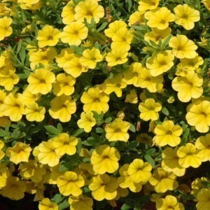 Calibrachoa  Cabaret Early Deep Yellow_300x3005_300x300_300x3001